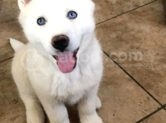 3 Aylık Bembeyaz Ve Mavi Gözlü Husky Düşünün Dostunuz görsel