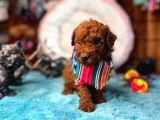 En Akıllı Apartman Köpeği A Scrli̇ Toy Poodle