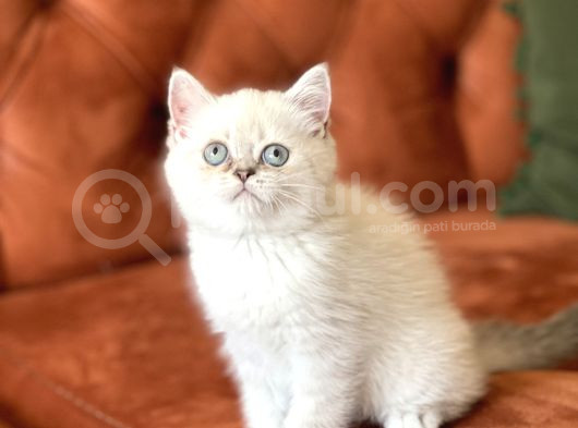 Aşiri Sevi̇mli̇ Hari̇ka Göz Rengi̇nde Bri̇ti̇sh Si̇lver görsel