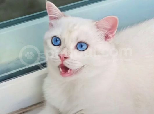 Üst Düzey  Gen Hatti Golden Poi̇nt Erkek