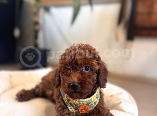 Eğitimli Anneden A Scr Toy Poodle görsel