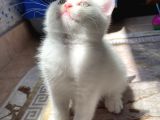safkan british longhair taby