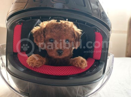 Poodle Yavrularımız