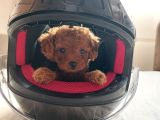 TOY POODLE