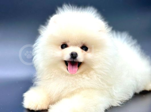 Irkinin En İyi̇ Pomerani̇an Boo Yavrulari görsel