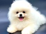Irkinin En İyi̇ Pomerani̇an Boo Yavrulari