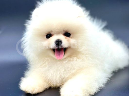 Irkinin En İyi̇ Pomerani̇an Boo Yavrulari