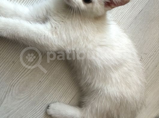 Masmavi Tatlis Silver Point Yavru Kedilerimiz görsel