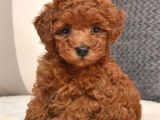 Kıpkırmızı Red Tooy Poodle Sevimli Yavrular 