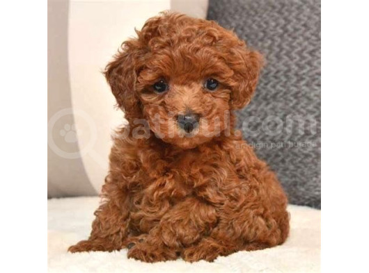 Kıpkırmızı Red Tooy Poodle Sevimli Yavrular  görsel