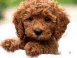 Kıpkırmızı Red tooy poodle sevimli yavrular 