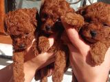 Poodle Yavrularımız