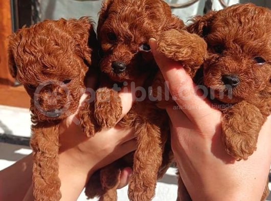 Toy Poodle görsel