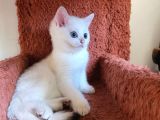 Bembeyaz lekesiz biritish shorthair yavrularım