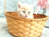 Anne Altından Scottish Fold Ve British Shorthair Yavrularımz