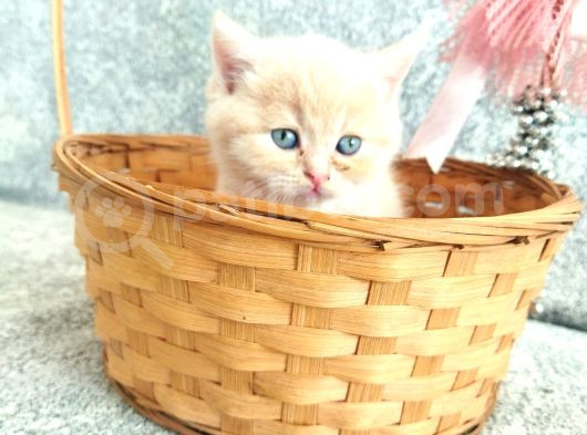 Anne Altından Scottish Fold Ve British Shorthair Yavrularımz görsel