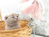 Anne Altından Scottish Fold Ve British Shorthair Yavrularımz