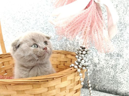 Anne Altından Scottish Fold Ve British Shorthair Yavrularımz görsel