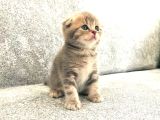 Anne Altından Scottish Fold Ve British Shorthair Yavrularımz