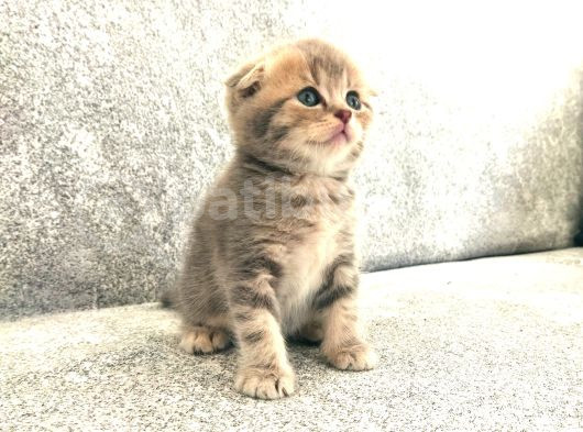 Anne Altından Scottish Fold Ve British Shorthair Yavrularımz görsel