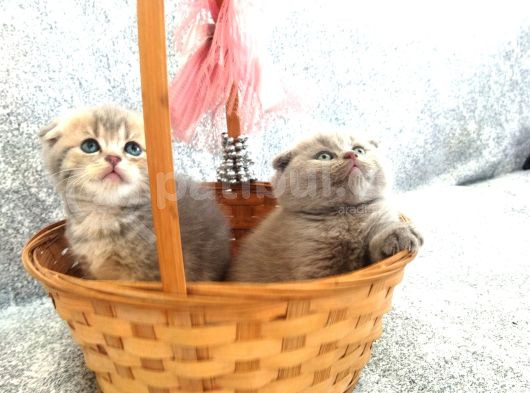 Anne Altından Scottish Fold Ve British Shorthair Yavrularımz görsel