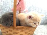 Anne altından scottish fold ve British shorthair yavrularımz