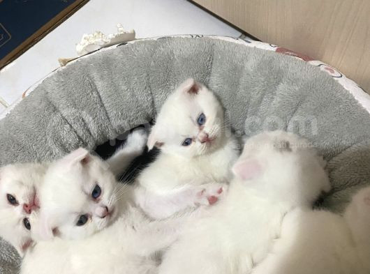 British Shorthair Scottish Fold Dişi Yavru görsel