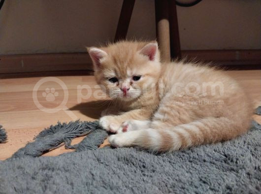 British Shorthair Rezerve görsel