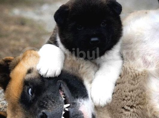 Amerikan Akita Panda Gibi Hastasına Özel