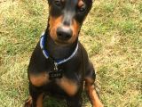 Biblo Yanınıza Yakışacak Doberman Estetikli Yavrular