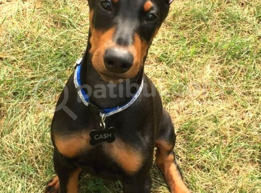 Biblo Yanınıza Yakışacak Doberman Estetikli Yavrular görsel