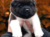 Amerikan Akita Panda Gibi Hastasına Özel