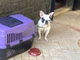 Fransız Bulldog Erkek