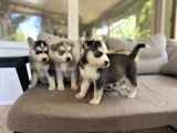 Husky Sibirya Kurdu Yavru