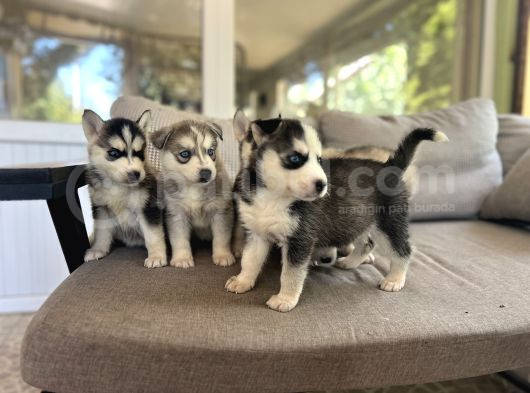 Husky Sibirya Kurdu Yavru görsel