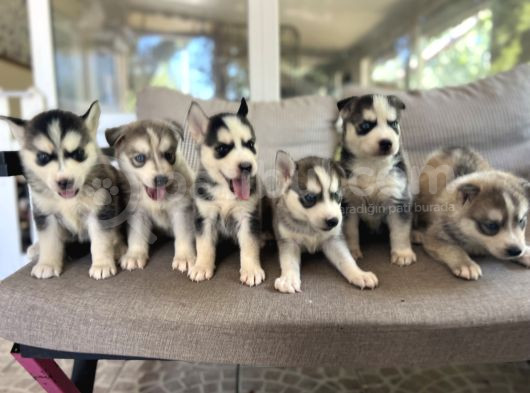 Husky Sibirya Kurdu Yavru