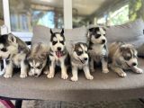 Husky Sibirya Kurdu Yavru