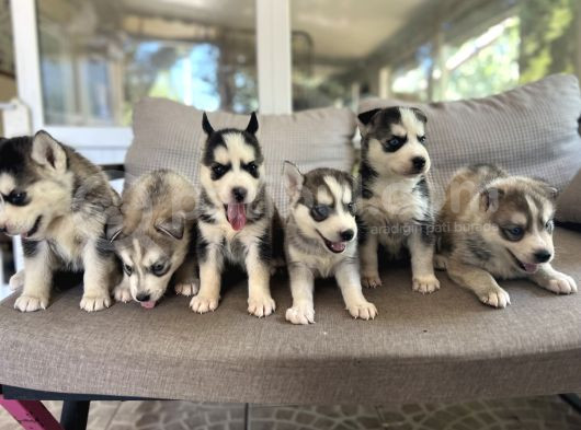 Husky Sibirya Kurdu Yavru görsel