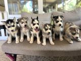 Husky Sibirya Kurdu Yavru