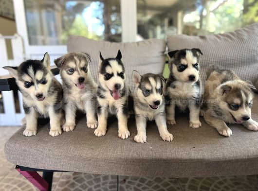 Husky Sibirya Kurdu Yavru görsel