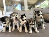 Husky Sibirya Kurdu Yavru