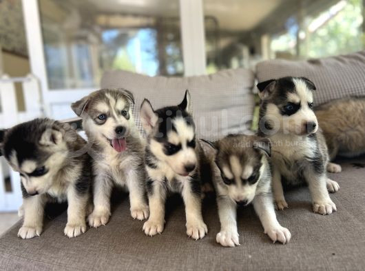 Husky Sibirya Kurdu Yavru görsel