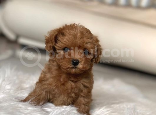 Safkan Toy Poodle Bebekler