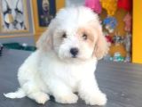 Maltesse terrier cinsi mini Boy Puppy Kar beyaz 