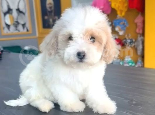 Maltesse Terrier Cinsi Mini Boy Puppy Kar Beyaz 