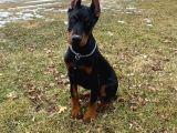 Biblo Yanınıza yakışacak Doberman estetikli yavrular
