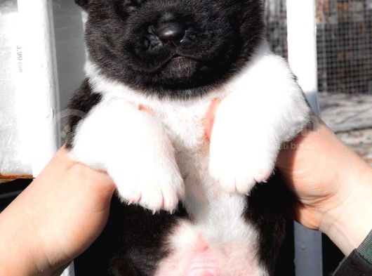 Amerikan Akita Panda Gibi Hastasına Özel görsel