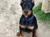 Biblo Yanınıza Yakışacak Doberman Estetikli Yavrular