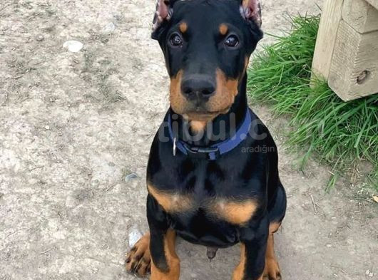 Biblo Yanınıza Yakışacak Doberman Estetikli Yavrular görsel