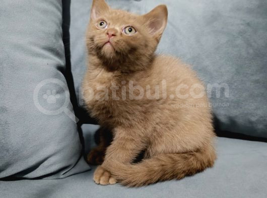Yavru Kedi